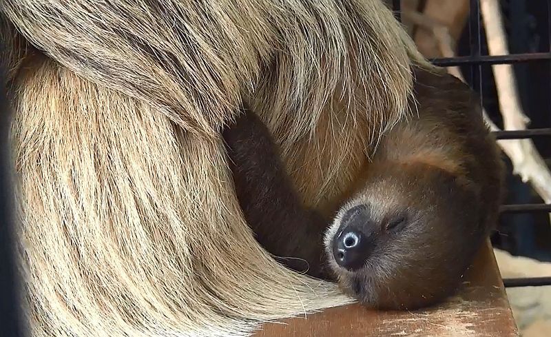 [写真]ナマケモノの赤ちゃんが見られるチャンスがあるかも