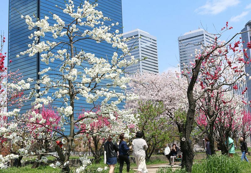 [写真]青空のもと桜と桃の「競演」がみられる大阪城公園の桃園=13日午後、大阪市中央区で