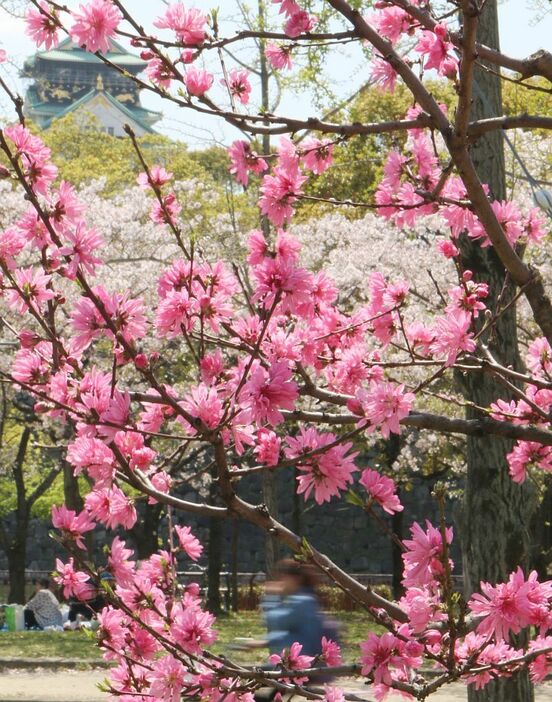 [写真]青空のもと花見を楽しむ人の姿も。左上は大阪城=13日午後、大阪市中央区で