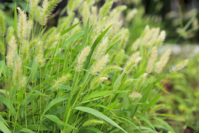 エノコログサ（著者提供）「ネコジャラシ」の愛称で親しまれる里山の植物も稲作・畑作文化の到来とともに大陸から渡ってきた外来種