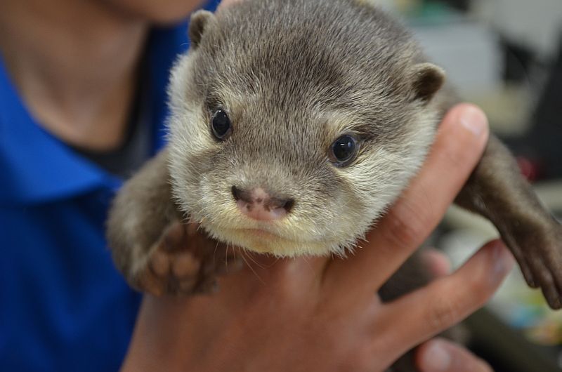 [写真]みさき公園で5年ぶりに生まれたコツメカワウソの赤ちゃんの1頭。すました表情がかわいらしい（みさき公園提供）