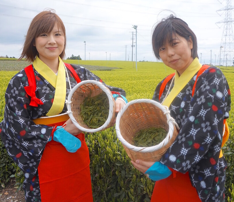 摘んだ茶葉は持ち帰って自前のお茶に