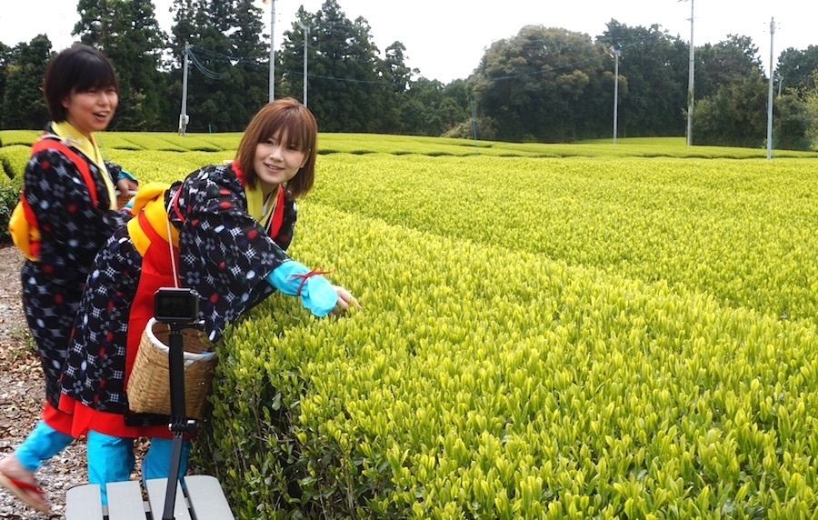 コスプレ感覚が人気の茶摘み体験。カメラ持参し動画撮影も。