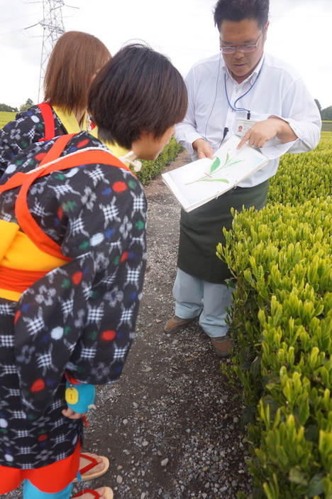 スタッフから摘み方の説明を受けてから茶摘み開始