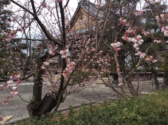 妙蓮寺の「御会式桜」（写真：著者提供）