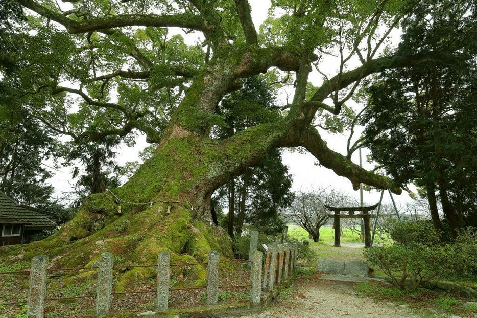 白角折神社の大楠（撮影：倉谷清文）