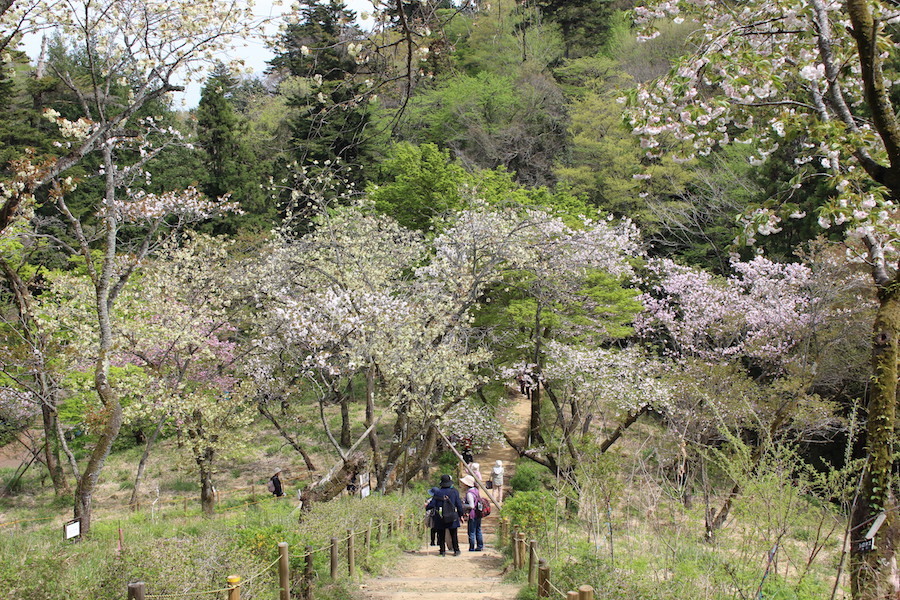 毎年約3万人が来園し、桜を楽しんでいます