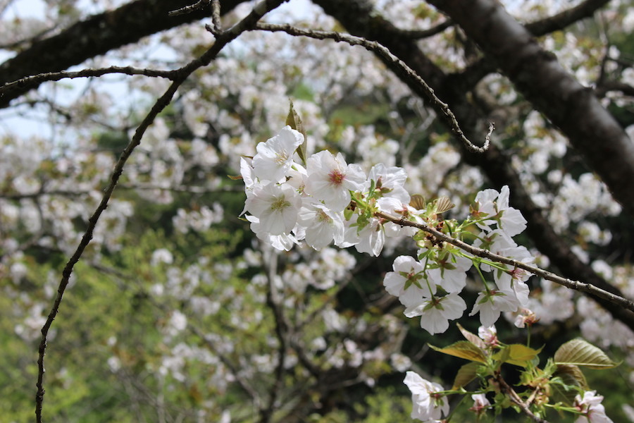 白やピンクの色の花をつけたさまざまな桜が視界に入ります