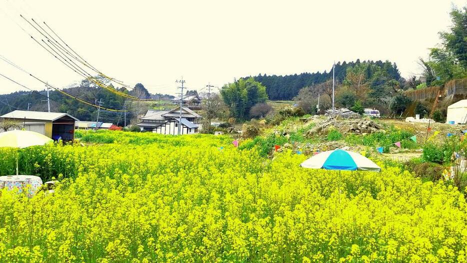 [写真]西原村における菜の花を植える取り組み（3月下旬撮影）