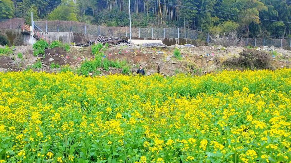 [写真]「ワクワク感」を生み出す仕掛けとして被災地に菜の花を植える取り組みが進む（3月下旬撮影）