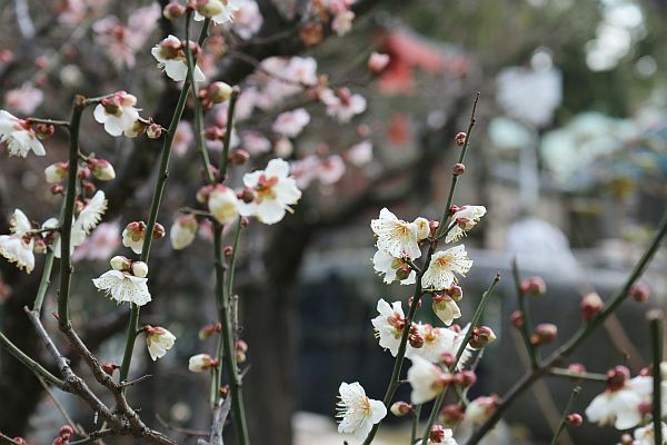 [写真]梅の花が咲き始め、散歩途中の人たちの目を楽しませている＝4日午後1時ごろ、大阪市北区で