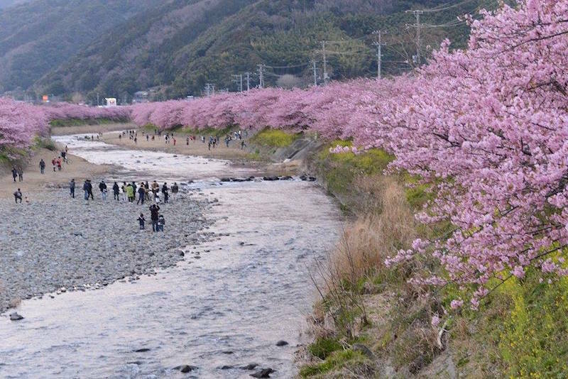 [写真]満開となった河津桜（撮影、林直樹）