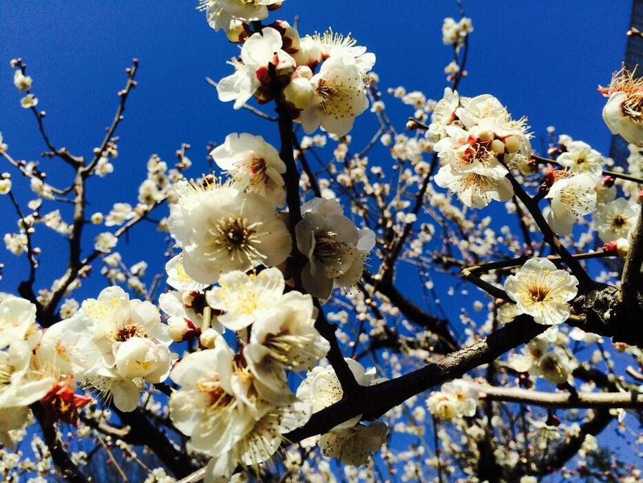 芝公園で咲き誇る梅の花