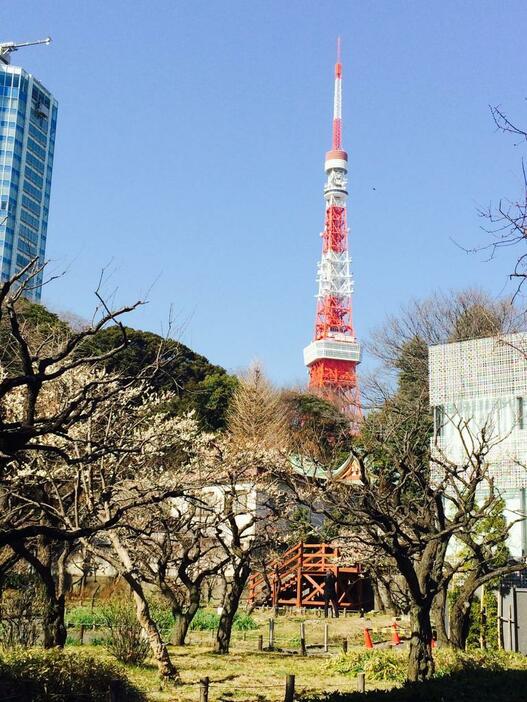 東京タワーを背に梅の木が広がる芝公園