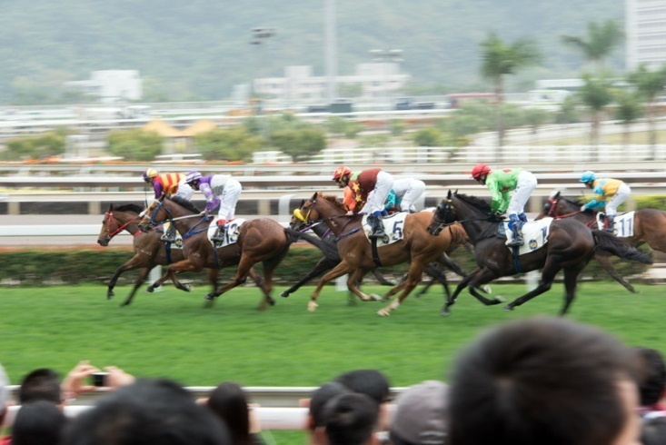 [写真]芝の上を駆け抜ける競走馬（撮影、石橋崇司）