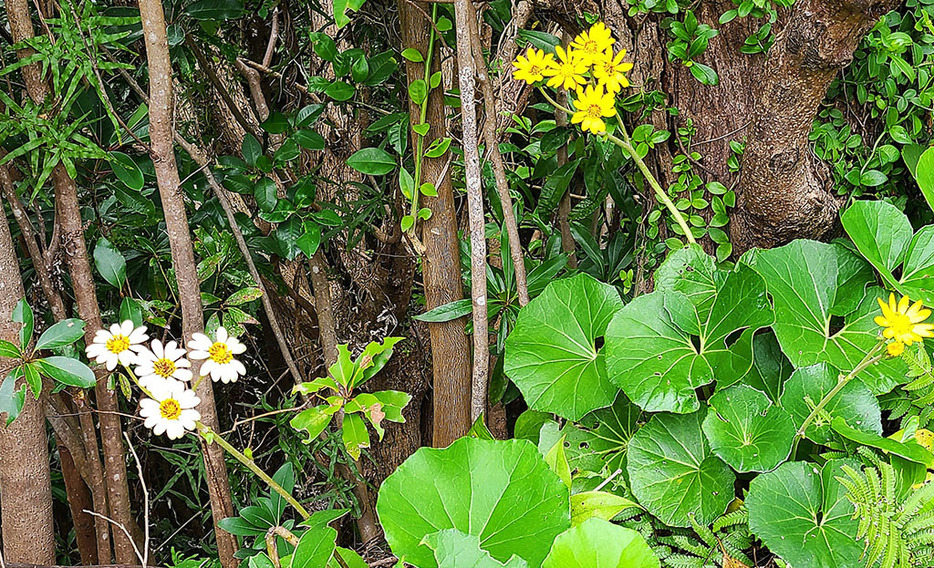 通常の黄色い花に交じって「突然変異」か？