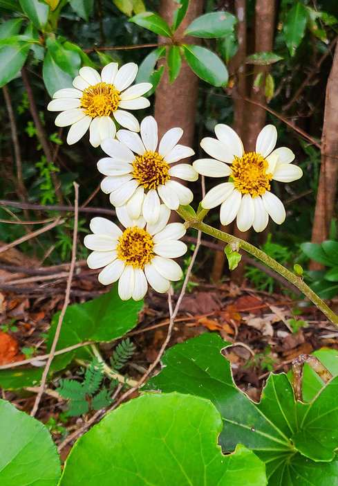 前代未聞の白い花弁を広げていたツワブキの花＝1月2日、天城岳の麓(常加奈子さん撮影)