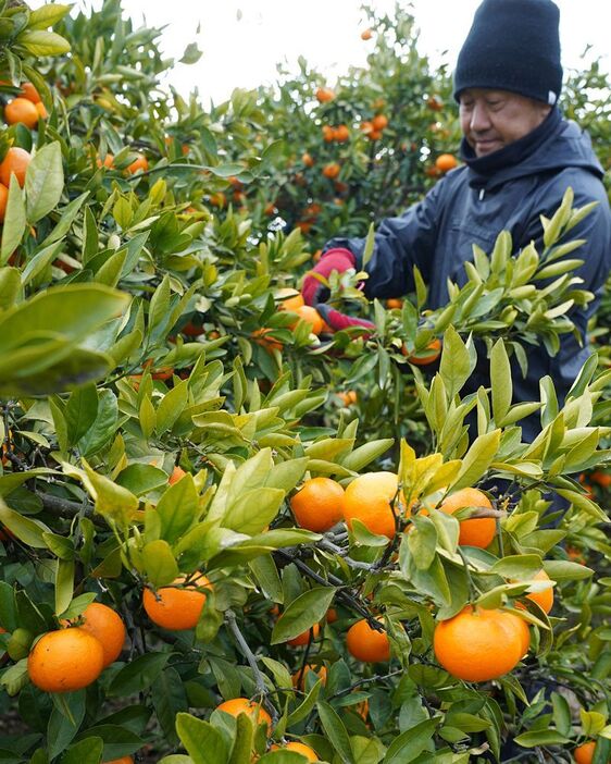 早生温州の「越冬木熟みかん」を収穫する農家（１０日、和歌山県田辺市芳養町で）