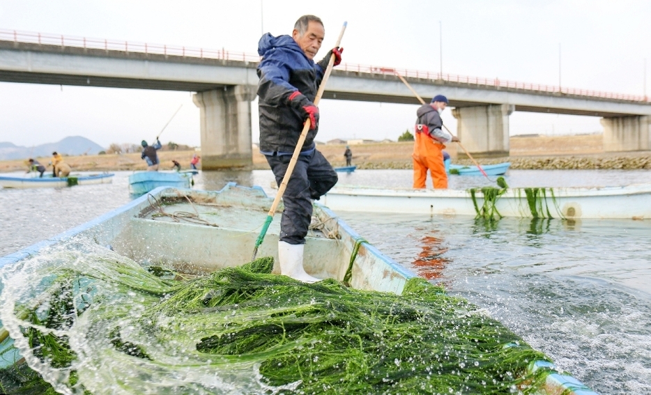 「かぎ」と呼ばれる道具でアオノリを引っかけ、収穫する組合員＝7日、宇佐市の駅館川