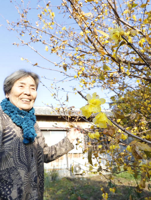 例年より1カ月近く早く咲き始めたロウバイを見上げる岡村さん