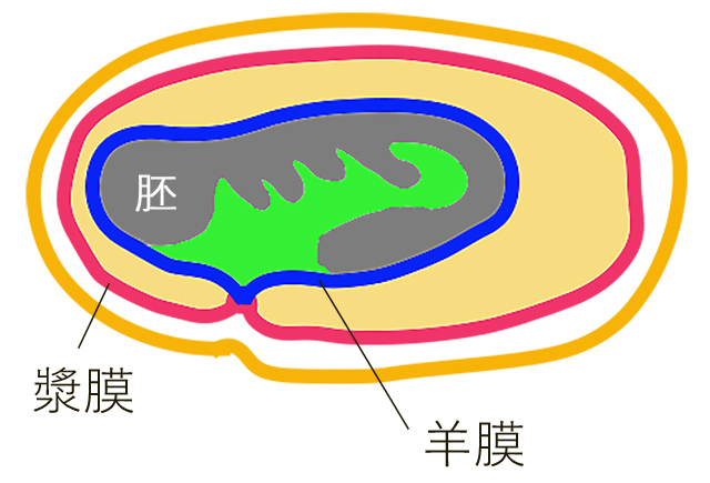 羊膜・漿膜・胚