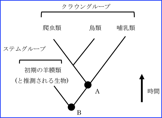 クラウングループとステムグループ