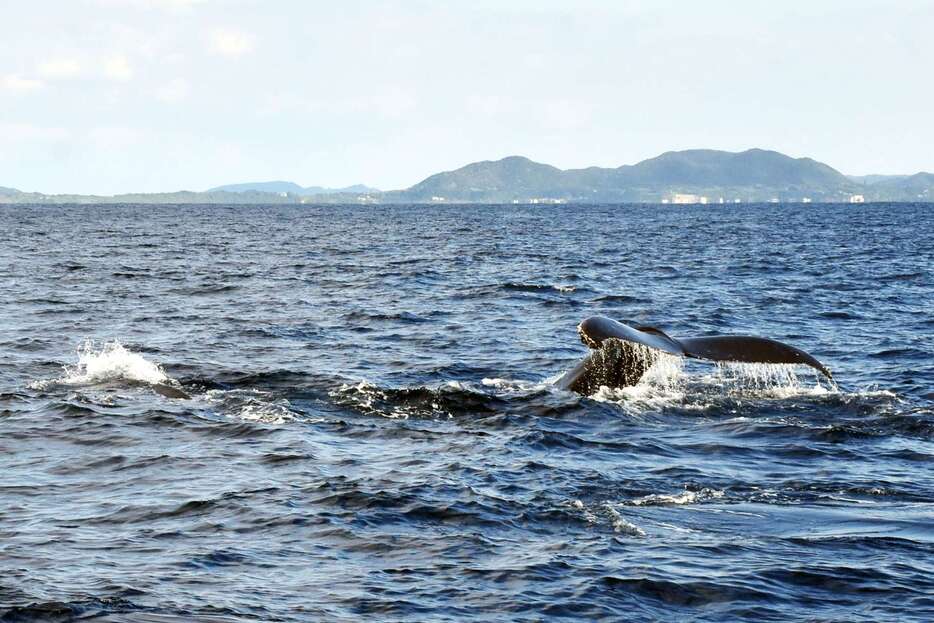 船近くに姿を現したザトウクジラ＝５日、奄美大島近海