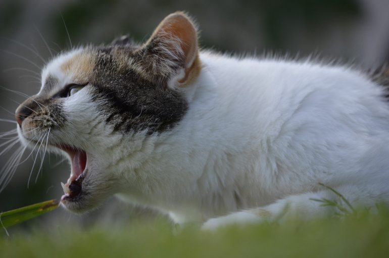 猫の嘔吐を「吐きグセ」と判断するのは危険なことも