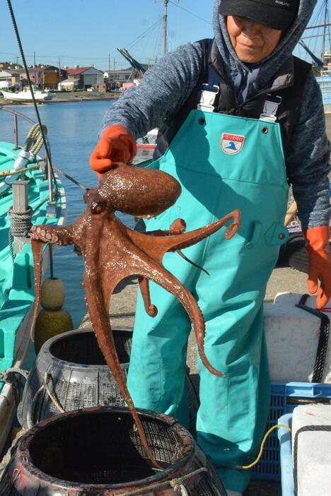 大原漁港で水揚げされたマダコ＝いすみ市