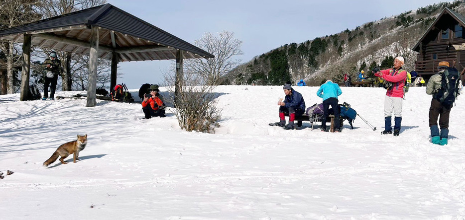 登山客のすぐ近くまで寄ってきた野生のキツネ