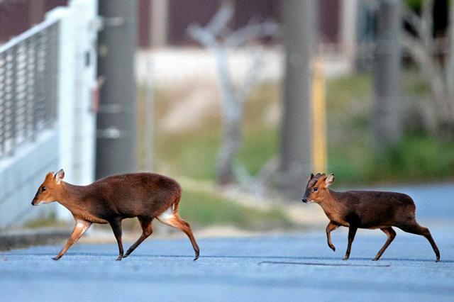 千葉県いすみ市内の住宅街の道を渡る2頭のキョン=2016年12月8日、千葉県いすみ市