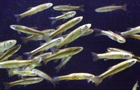 魚をはじめとする世界の淡水動物４種に１種が絶滅危機に瀕しているという研究結果が発表された。写真は淡水に生息するタカハヤ。［中央フォト］