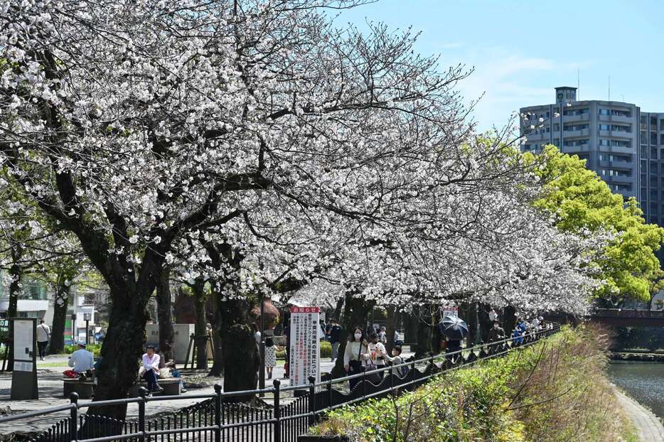 千本への復活が計画される甲突川沿いの桜並木＝鹿児島市