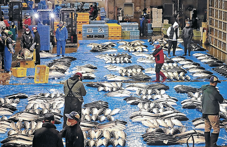 水揚げされた寒ブリ＝９日午前６時３６分、氷見魚市場