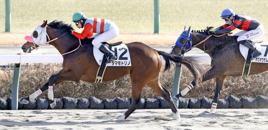 デビュー戦を勝利で飾ったタマモトリノ（左）（カメラ・荒牧　徹）