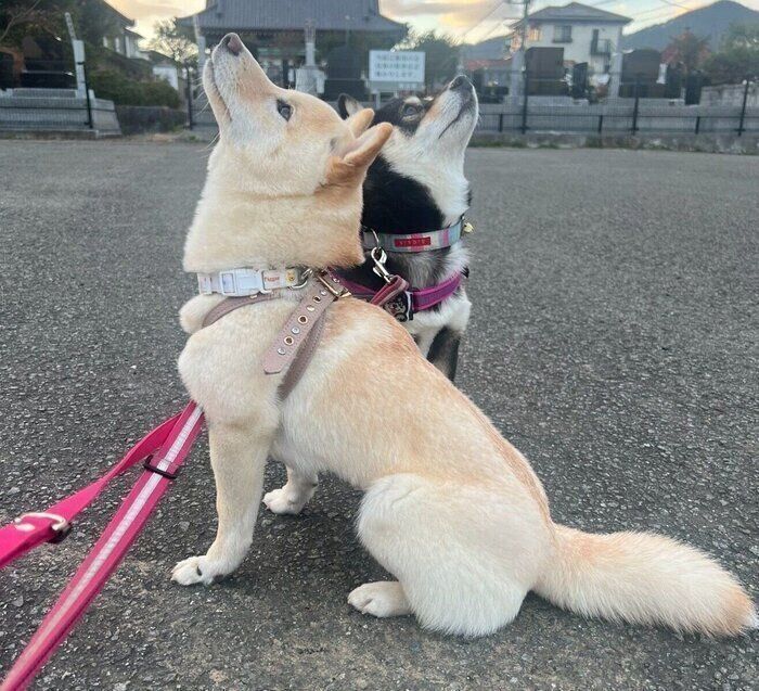 （写真前から）つきひちゃん、あのんちゃん