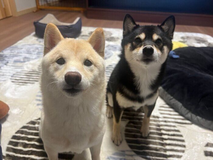 （写真左から）つきひちゃん、あのんちゃん