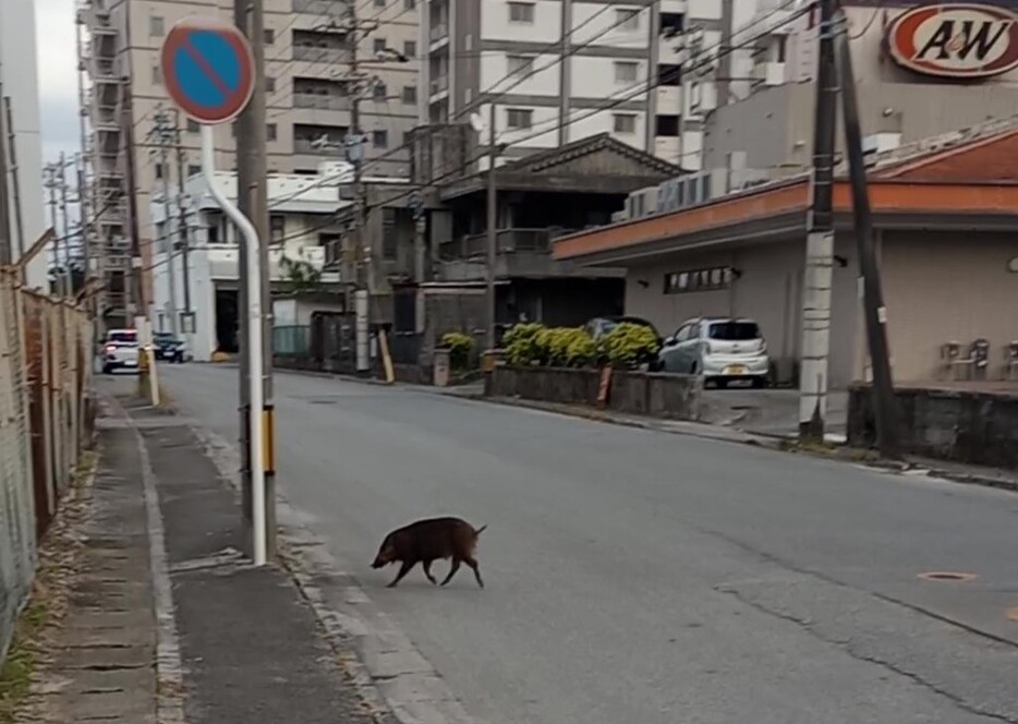 名護の市街地を走るイノシシ（読者提供の動画から）