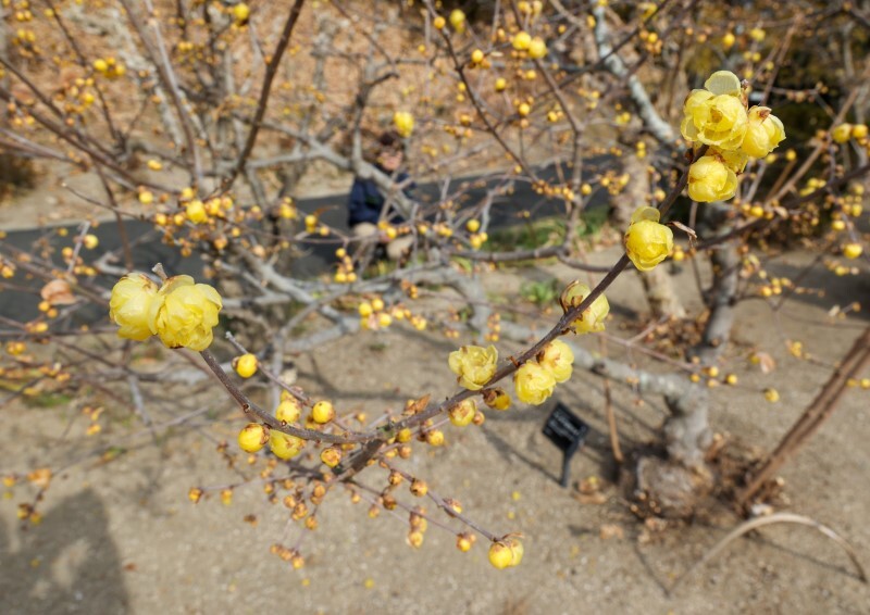 黄色い花をつけた半田山植物園のロウバイ