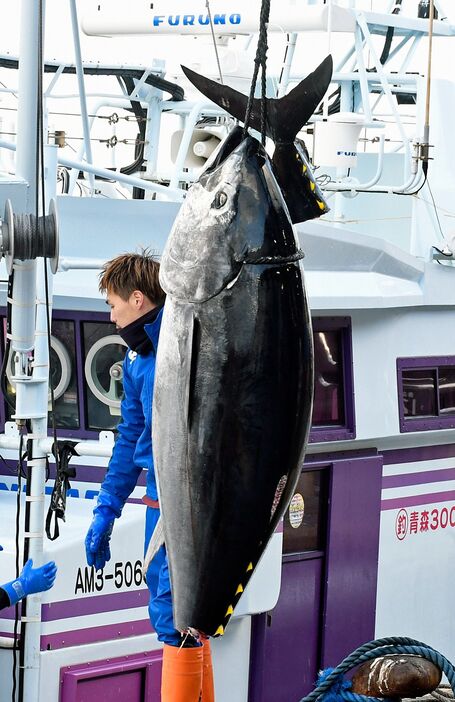 大間漁港に水揚げされた167キロのクロマグロ＝4日午前8時41分