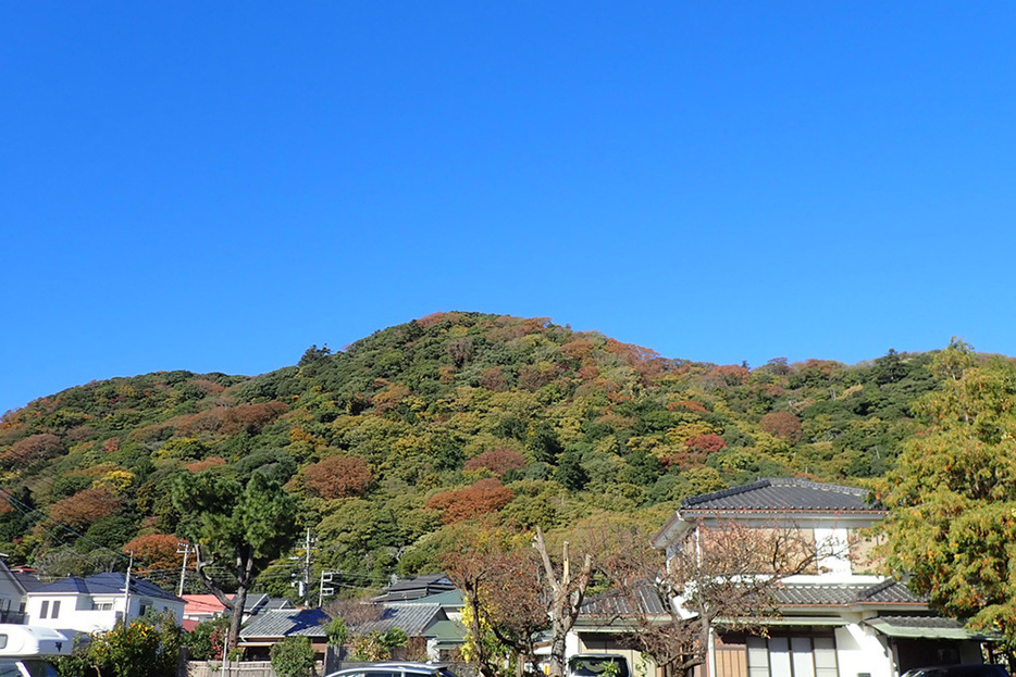 少しずつ紅葉で色づきはじめた高麗山