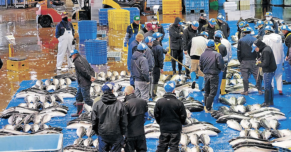 初競りにかけられたひみ寒ぶり＝氷見魚市場