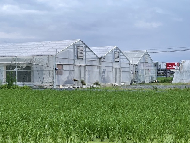 岡山県岡山市内にあるやまこうファームのコーヒー農園。【提供:やまこうファーム】