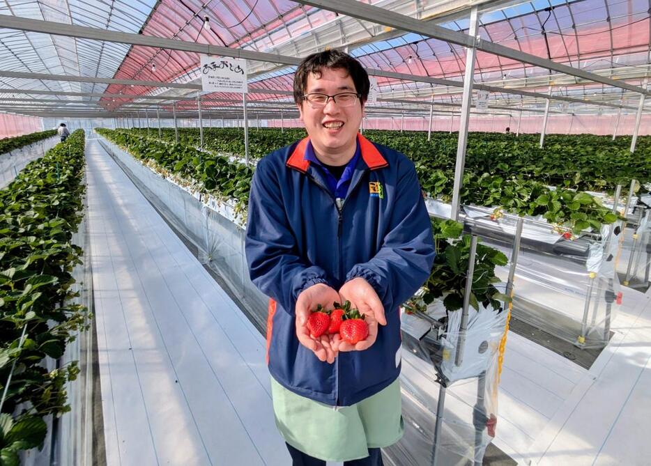 イチゴを手に来園を呼びかける、JAおちいまばり営農販売部の菊川耕祐さん。