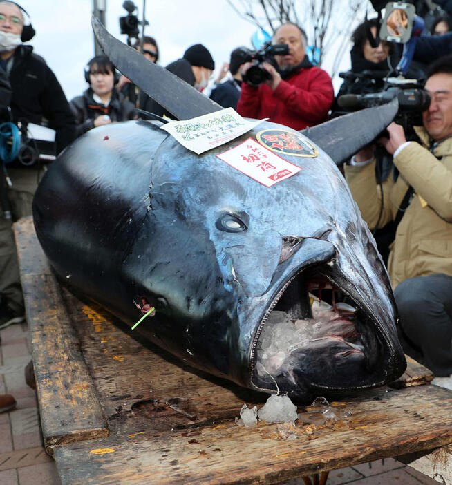 初競り1番で落とされたマグロ（2024年1月5日撮影）