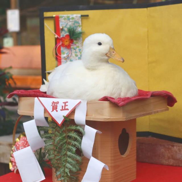 コールダックの鏡餅＝松江フォーゲルパーク提供