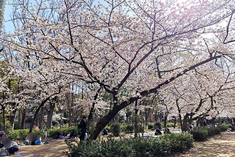 2025年桜の開花、関西はいつ頃？