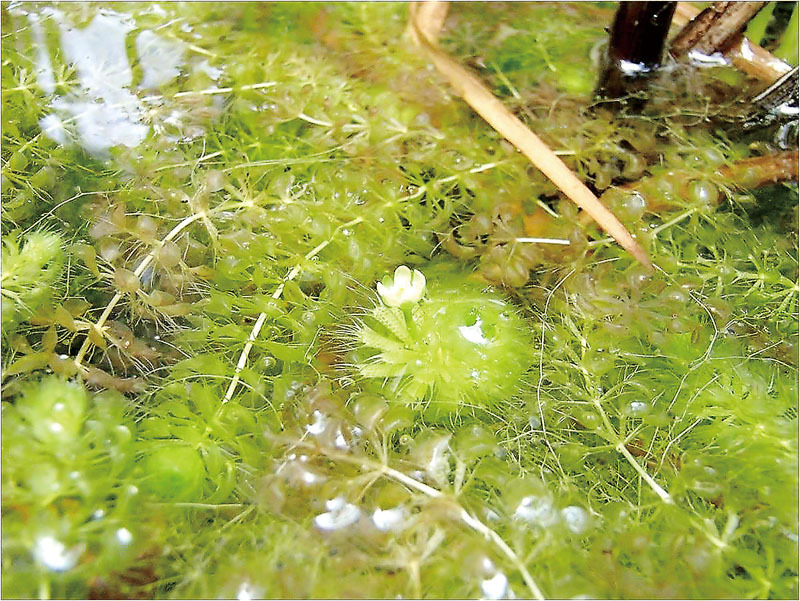 改訂で野生復帰したムジナモ。中央はムジナモの花（羽生市教育委員会提供）