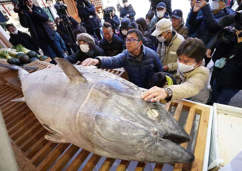 奉納されたマグロに賽銭を張り付ける参拝客＝8日午前、兵庫県西宮市の西宮神社（南雲都撮影）