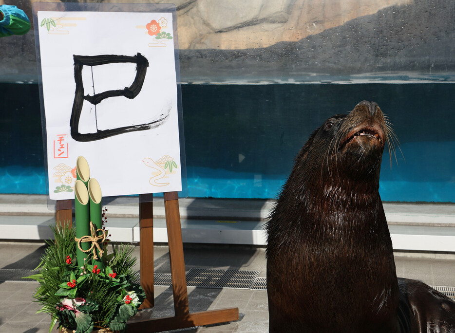 仙台うみの杜水族館（仙台市宮城野区）で３日、オタリアのチェン君が書き初めを披露した。飼育員のサポートを受けながら、口にくわえた筆で力強い筆さばきを見せ、今年の干支（えと）「巳」を書き上げた。